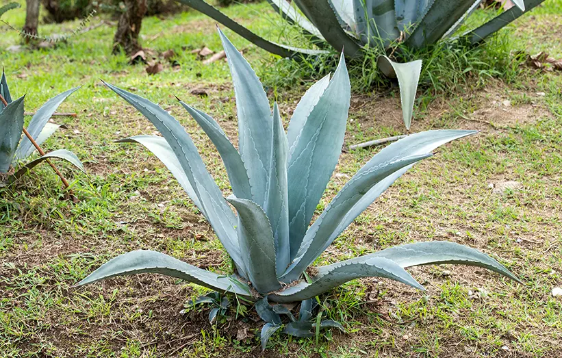 Tres Agaves, Tres Sabores Artesanal