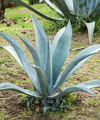 Tres Agaves, Tres Sabores